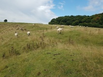 Gopher Wood Barrows