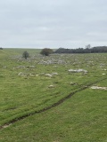 Fyfield Down