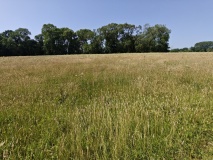 Marden Henge