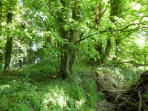 Mount Wood Tumulus