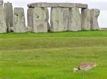 Stonehenge.