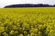 Click for full size image of Castle Ditches (Wiltshire) (PID:29788) Castle Ditches (Wiltshire)