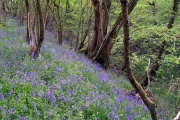 Click for full size image of Castle Ditches (Wiltshire) (PID:29792) Castle Ditches (Wiltshire)