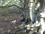 Henge and Four Bronze Age Barrows South West of Fox Covert - PID:217418
