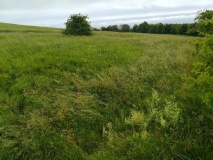 Burderop Down Disc Barrow