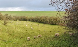 Piggle Dene