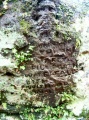 Wizard's Well - PID:17093