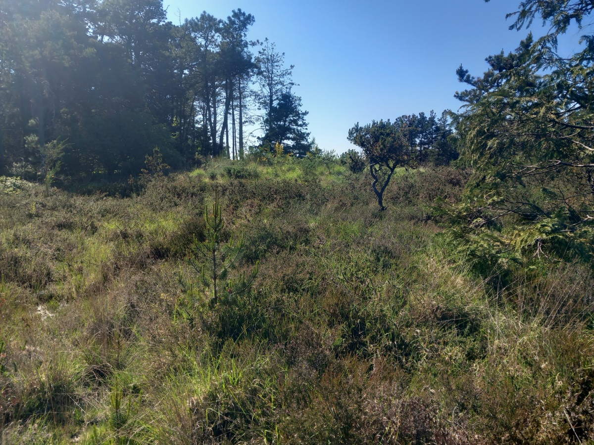 Forest Reed Barrow Croft Pascoe Forrest Barrows, Cornwall | Megalithic Portal