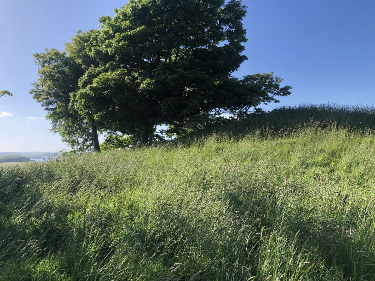 Click for the gallery page to add comments and vote (PID:245630) Mount Edgecombe Barrow