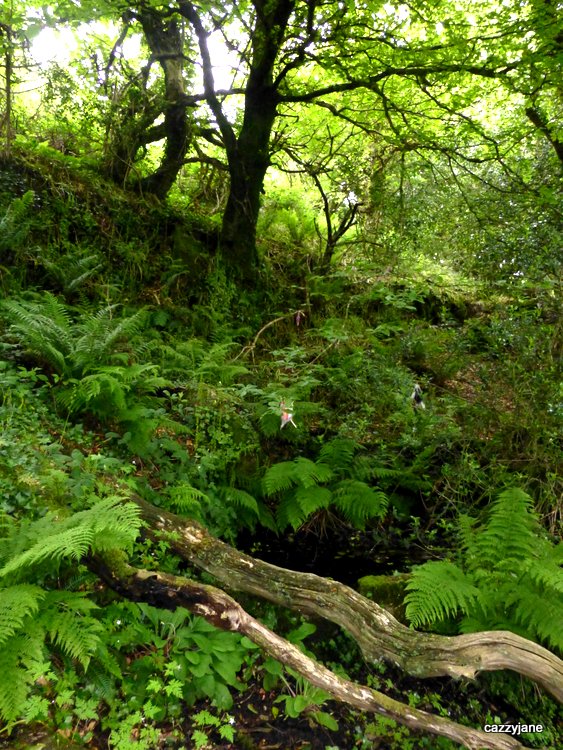 Lady Holy Well
