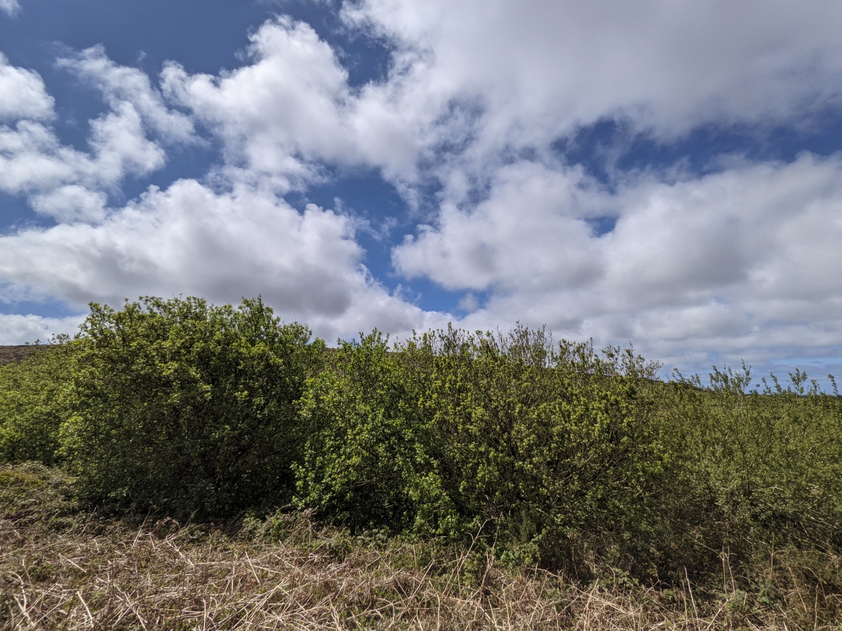 Venton Zennor