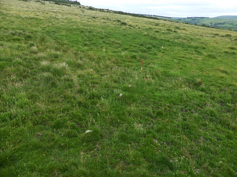 Carneglos row