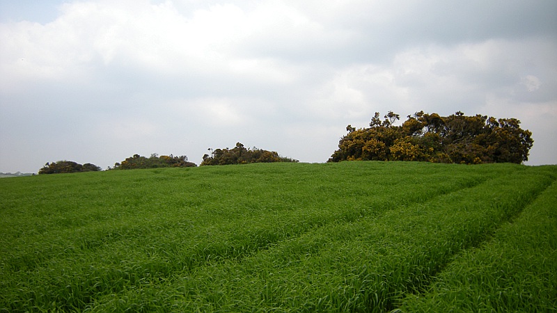 West Taphouse Barrow Cemetery (B)