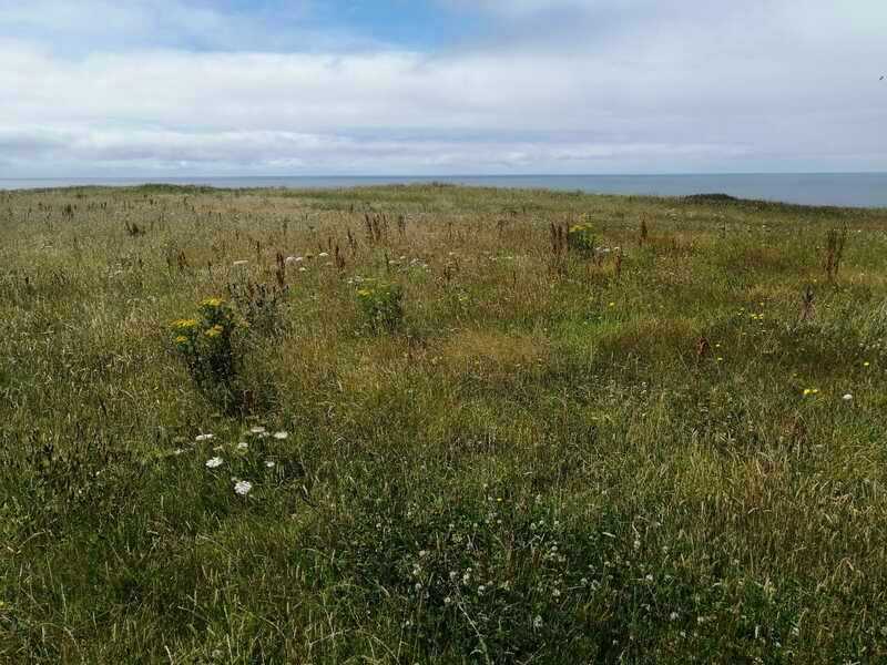 Halzephron Barrows, Hard to see in the photo but fairly clear on site is a barrow just to the East of the South West Coast path, Behind it are two mounds to the West of the coast path, They're cut in half by the cliffedge, and just in front of them is the position of the only barrow ever shown on any map, but nothing to see on site, unless the two mounds are the outer edge of a disc barrow or the 