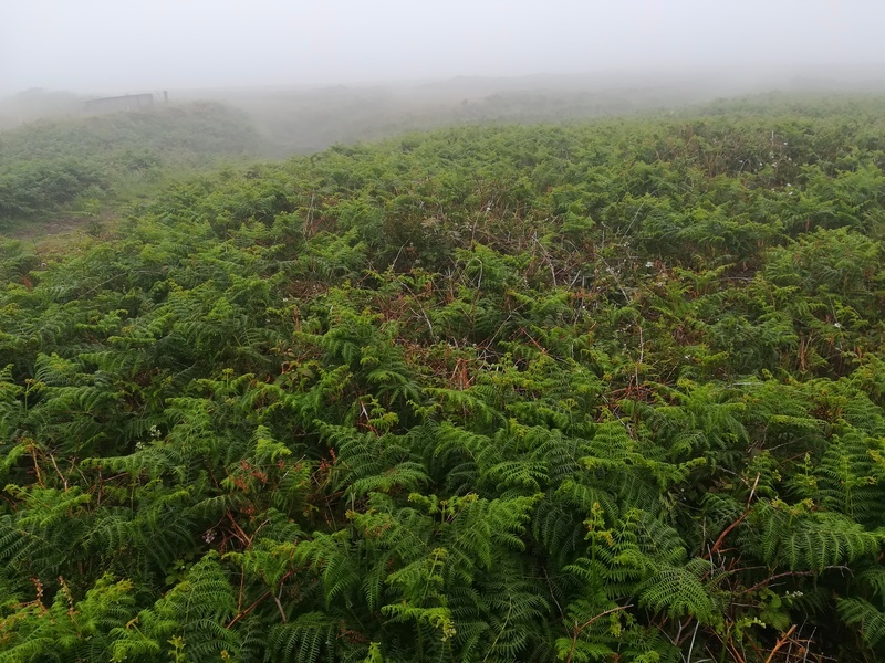 Chun Downs Tumulus