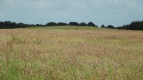 Wilsworthy Cross Barrows