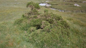 Bearah Tramway Cist
