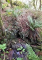 St Ia's Well (Troon) - PID:246255