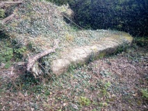 Trengonebris menhir