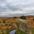 Trippet Stones - PID:173135