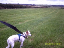 Taylors Cross Tumuli