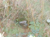 Carn Brea Well - PID:9579