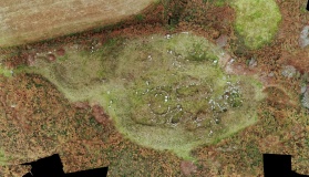 Goldherring 1
