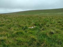 Buttern Hill row