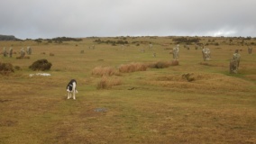 The Hurlers (S) - PID:211867