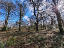 Round Wood