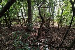 Oak Wood Settlement
