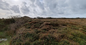 Goonhilly Downs Barrows