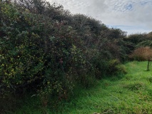 Trerise Round