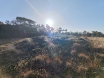 Croft Pascoe Forrest Barrows