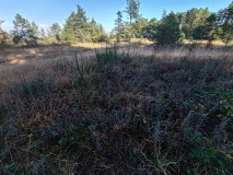 Croft Pascoe Forrest Barrows