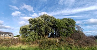 Arrowan Common Tumuli