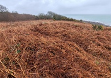 Lowland Point