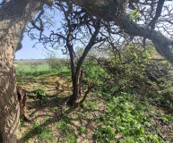 Kaledna Round