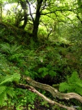 Lady Holy Well