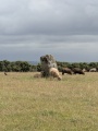 Castallack standing stone - PID:292680