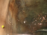 St. Wenna's well - PID:16358