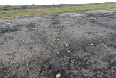 Searle’s Down
