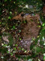 St Gwithian's Holy Well - PID:20506