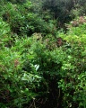 St Gwithian's Holy Well - PID:20507