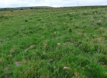 Carneglos row