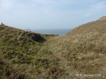The Rumps
