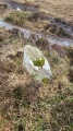 Boskednan Menhir 1 - PID:254567