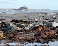 Penzance, Chy-an-Dour (Eastern Green Beach)  Prehistoric Tree Stump - PID:118011