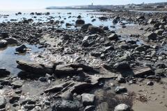 ChyanDour Ancient Forest Penzance - PID:118010