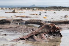 Wherrytown - PID:118012